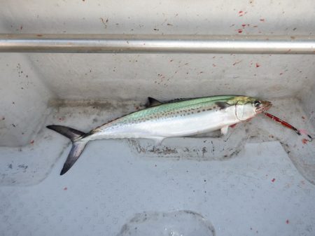 遊漁船 遊友 釣果