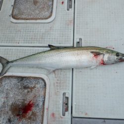 遊漁船 遊友 釣果