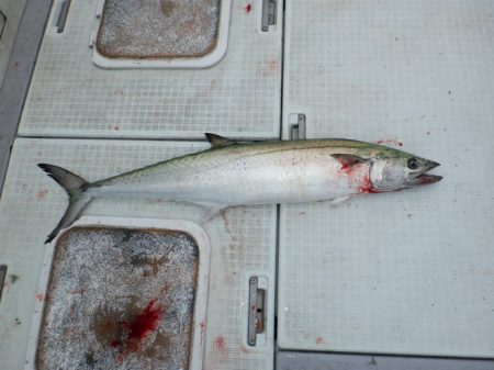 遊漁船 遊友 釣果