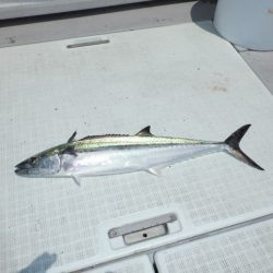 遊漁船 遊友 釣果