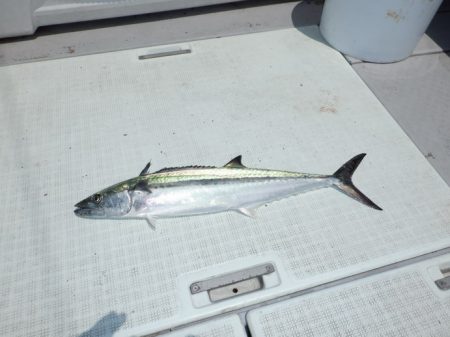 遊漁船 遊友 釣果