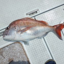 遊漁船 遊友 釣果