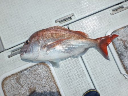 遊漁船 遊友 釣果