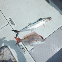 遊漁船 遊友 釣果