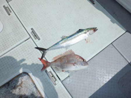 遊漁船 遊友 釣果