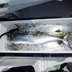 遊漁船 遊友 釣果