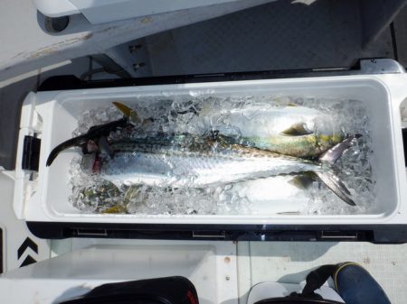 遊漁船 遊友 釣果