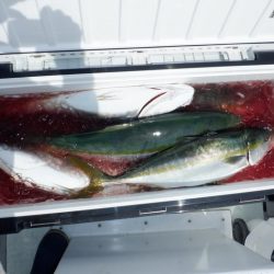 遊漁船 遊友 釣果