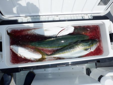 遊漁船 遊友 釣果