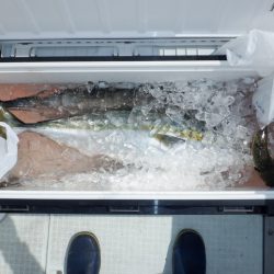 遊漁船 遊友 釣果