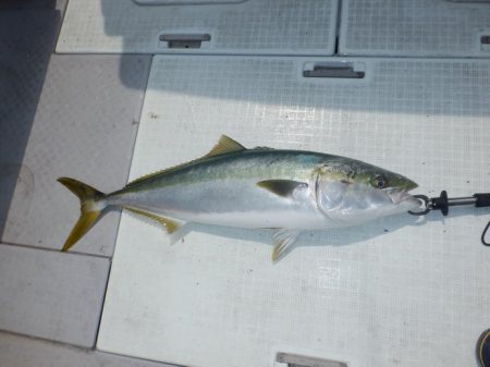 遊漁船 遊友 釣果