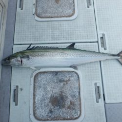 遊漁船 遊友 釣果