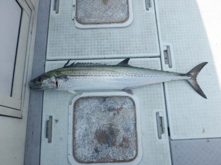 遊漁船 遊友 釣果