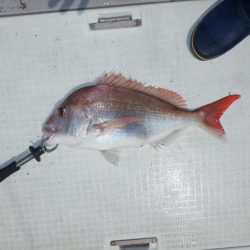 遊漁船 遊友 釣果