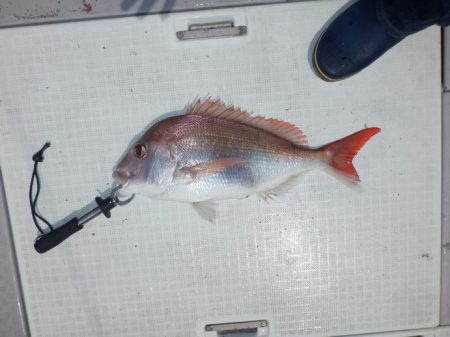 遊漁船 遊友 釣果