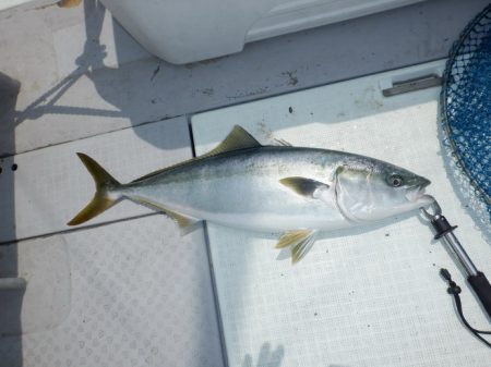 遊漁船 遊友 釣果