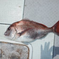 遊漁船 遊友 釣果