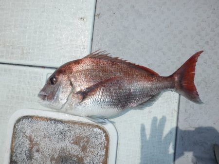 遊漁船 遊友 釣果