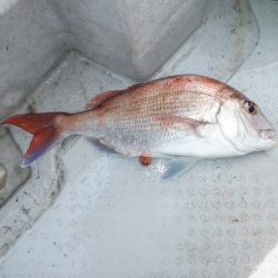 遊漁船 遊友 釣果