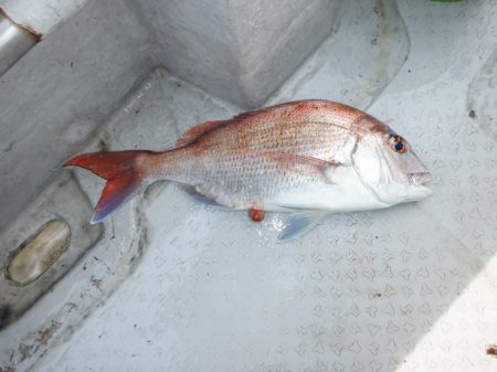 遊漁船 遊友 釣果