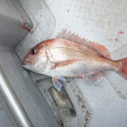 遊漁船 遊友 釣果