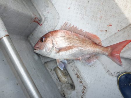 遊漁船 遊友 釣果