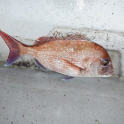 遊漁船 遊友 釣果