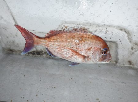 遊漁船 遊友 釣果