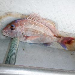 遊漁船 遊友 釣果