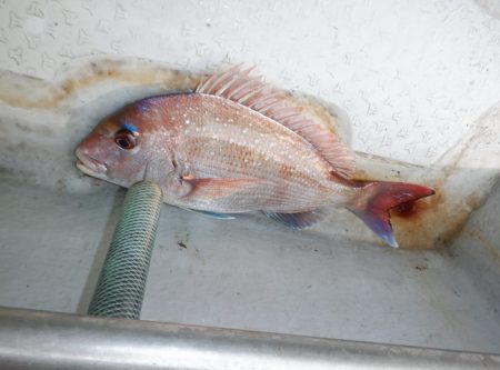 遊漁船 遊友 釣果