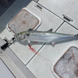 遊漁船 遊友 釣果