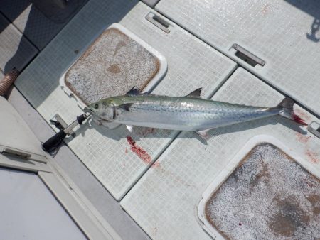 遊漁船 遊友 釣果