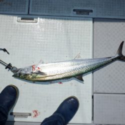 遊漁船 遊友 釣果