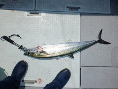 遊漁船 遊友 釣果