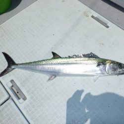 遊漁船 遊友 釣果