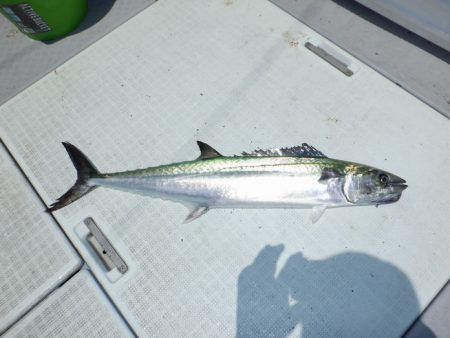 遊漁船 遊友 釣果