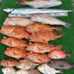 シードリーム 釣果