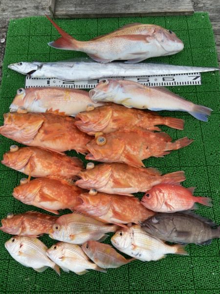 シードリーム 釣果