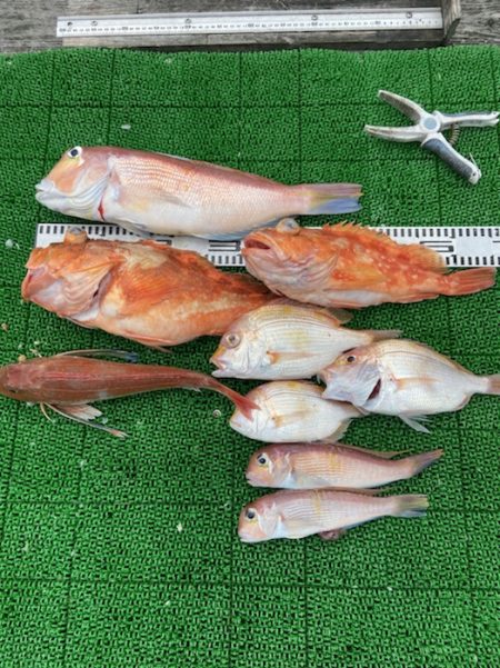 シードリーム 釣果