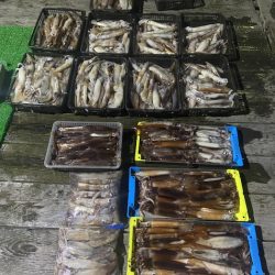 シードリーム 釣果