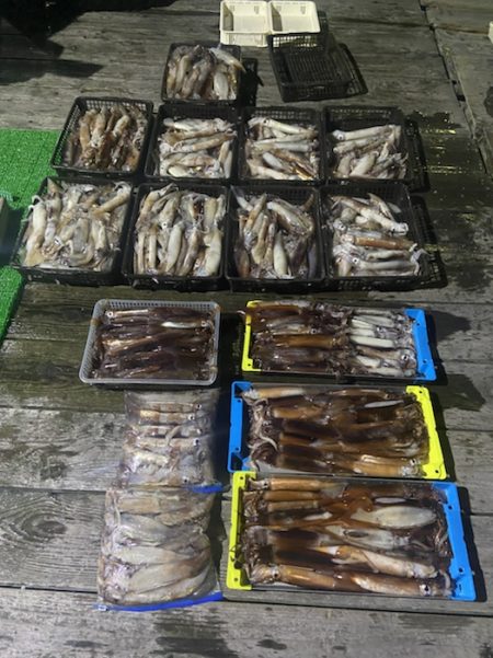 シードリーム 釣果