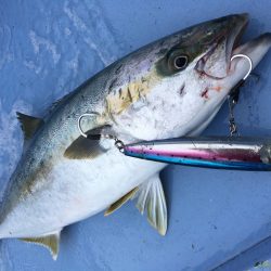 松鶴丸 釣果