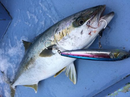 松鶴丸 釣果