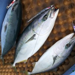 松鶴丸 釣果