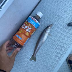 リトルワン 釣果