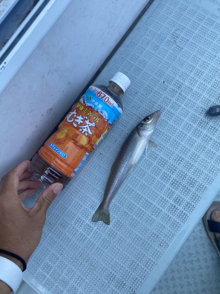 リトルワン 釣果