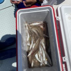 リトルワン 釣果