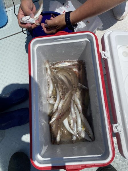 リトルワン 釣果