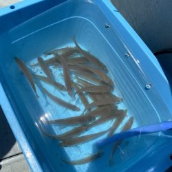 リトルワン 釣果