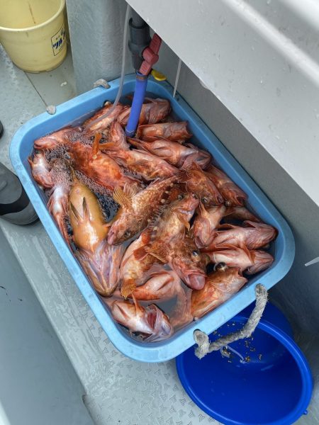 リトルワン 釣果